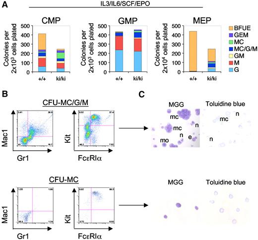 Figure 4. Myeloid potential of Fogki/ki MEP. (A) CMP, GMP, and MEP were cultured in the presence of IL-3, IL-6, SCF, and EPO and scored at day 14 (n = 3). (B) Flow cytometric analyses of individual colonies with antibodies against Gr1 (granulocytes), Mac1 (macrophages), and Kit/FcϵR1α (MC). (C) MGG and Toluidine blue stains of representative MC containing colonies from CFU-MC/G/M and CFU-MC. MCs (mc), monocytes (mo), neutrophils (n), and eosinophils (e). Original magnification ×40.