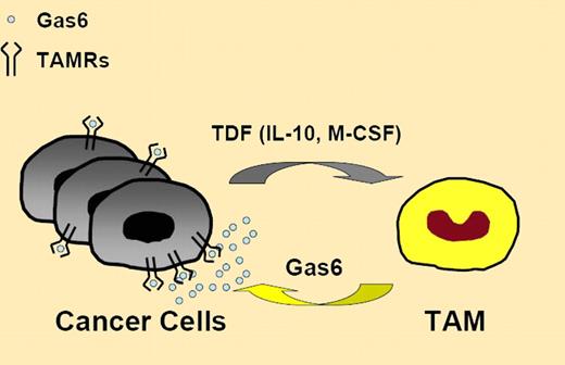 Tumor-derived factors (TDF), likely including IL-10 and M-CSF, educate TAM for Gas6 production to fuel cancer cell proliferation. TAMRs indicates TAM family of receptor tyrosine kinases; TAM, tumor-associated macrophages; M-CSF, macrophage colony-stimulating factor; and IL-10, interleukin-10.