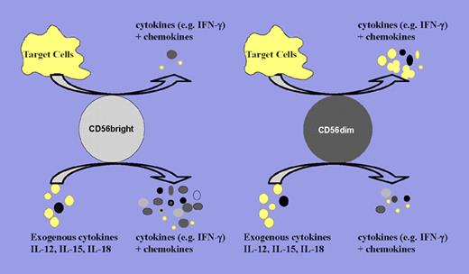 Schematic of CD56bright and CD56dim NK-cell cytokine and chemokine production upon target cell recognition and proinflammatory cytokine stimulation. Upon target cell recognition, CD56dim NK cells produce increased levels of cytokines and chemokines compared with CD56bright NK cells. In contrast, CD56bright NK cells are the major cytokine producers when stimulated by proinflammatory cytokines (eg, IL-12, IL-15, and IL-18) or combinations thereof. Larger dots denote cytokine secretions, and smaller dots denote chemokine secretions.