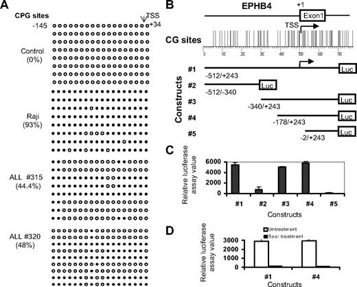 Figure 4. Promoter hypermethylation silences expression of EPHB4. (A) Methylation status of EPHB4 gene was analyzed by bisulfite sequencing of the promoter region. Each row of circles represents the sequence of an individual clone; ○, unmethylated CpG sites; and ●, methylated CpG sites. (B) Diagram of the human EphB4 promoter region studied. CpG sites are indicated by short vertical bars. Arrows point to TSS. Below are serial deletion constructs of the EphB4 regulatory sequence. (C) Relative luciferase activity of different portions of the unmethylated EphB4 promoter constructs pGL3-EphB4 1, 2 3, 4, and 5 in 293T cells. Error bars indicate range. (D) Relative luciferase activities of unmethylated (□) and methylated (■) pGL3-EphB4 1 and 4 vectors in 293T cells. Promoter methylation of the EphB4 5′ region inhibits luciferase activity.