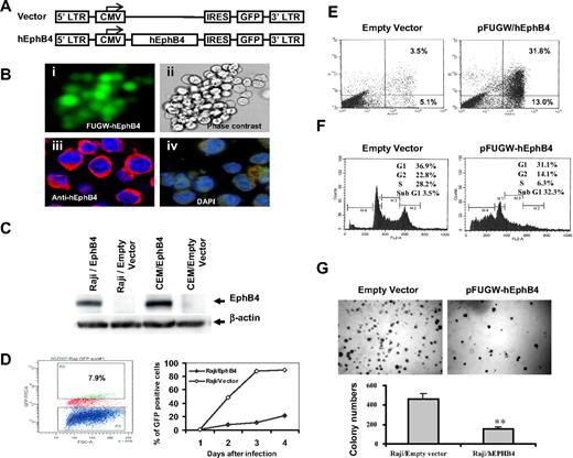 Figure 5. Functional consequences of reintroducing EPHB4 expression into Raji cells. (A) Lentiviral constructs for transducing EPHB4 and controls. (B) Ectopic expression and membrane localization of lentivirus-delivered EPHB4 in Raji cells. Raji cells were infected with FUGW-hEphB4 or FUGW-lentivirus. Cells were examined by fluorescence microscopy (i, ×40) or phase contrast (ii, ×40). Raji cells transduced with FUGW- hEphB4 resulted in the expression of EPHB4 as shown by immunofluorescence staining with Alexa 594 (red) on the cell membrane (iii, ×60), whereas the empty vector had no effect and had only shown 4′,6-diamidino-2-phenylindole nuclear staining (iv, ×60). For more information see “Immunofluorescence microscopy.” (C) Western blot analysis of EPHB4 expression in Raji and CEM cells transduced with EphB4 lentivirus or empty vector. (D) Assessment of GFP positive Raji cell proliferation after infected with FUGW-EphB4 lentivirus or control using flow cytometric GFP sorting. Growth curves for GFP-positive Raji cells were determined for each of 3 replicates averaged at the indicated time points. (E) Analysis of apoptosis in Raji cells 2 days after lentivirus infection using flow cytometry and annexin V–PE staining. (F) FACS analysis of cell-cycle distributions measured 3 days after lentivirus infection. The percentage of cells in sub-G1 is presented. (G) For colony formation assay, Raji cells infected with FUGW-EphB4 lentivirus or controls were grown in soft agarose. Bar graph (bottom) represents experiments shown on top. **P < .01.
