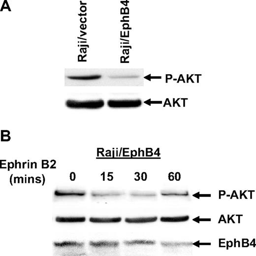 Figure 6. Ephrin-B2 stimulation of Raji cells lead to down-regulation of AKT phosphorylation. (A) Raji cells transduced with empty vector (Raji/vector) or Ephb4 lentivirus construct (Raji/EphB4) were serum-starved for 24 hours and stimulated with 3 μg/mL clustered human FC-Ephrin B2 for 15 minutes. Cell lysates were analyzed by Western blotting to determine the phosphorylation status of AKT and total AKT levels. (B) Raji/EphB4 cells were serum-starved for 24 hours and stimulated with 3 μg/mL clustered human FC-Ephrin B2 for the indicated time points. Lysates were then probed with anti–phospho-AKT, total AKT, and EphB4.