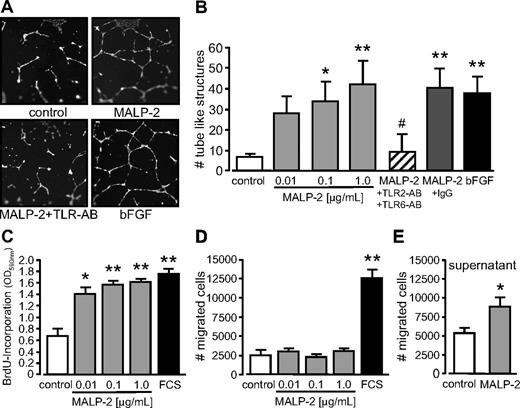 Figure 3. TLR2/6-dependent stimulation by MALP-2 promotes angiogenesis in vitro as well as proliferation and migration of endothelial cells. (A) Pictures represent fluorescence of BCECF-AM-stained tube-like structures of HUVECs 24 hours after the administration of MALP-2 (1 μg/mL). Representative pictures are shown (Zeiss Axiovert 200M microscope, 20×/0.50 NA dry objective, Zeiss AxioCam MRc camera, AxiVision Version 4 software). (B) Quantification of the numbers (#) of tube-like structures of HUVECs. bFGF (100 ng/mL) was used as positive control. Unspecific IgG (50 μg/mL) was used as antibody control (n = 3-5). AB indicates antibody (25 μg/mL each). *P < .05, **P < .01 vs control. #P < .05 vs MALP-2. (C) Proliferation of HUVECs was determined by BrdU incorporation for 16 hours after stimulation with different concentrations of MALP-2 as indicated; 10% FCS was used as positive control (n = 6). *P < .05, **P < .01 vs control. (D) Migration of HUVECs (1 × 105) was carried out in transwell cell culture inserts for 24 hours after stimulation with different concentrations of MALP-2 as indicated; 10% FCS was used as positive control (n = 5-7). **P < .01 vs control. (E) Migration of HUVECs (1 × 105) was carried out in transwell cell culture inserts for 24 hours. As chemoattractant, supernatants from HUVECs after 24-hour stimulation with MALP-2 (1 μg/mL) were used and compared with control supernatant from unstimulated HUVECs (n = 5). *P < .05 vs control. (B-E) Error bars represent mean ± SEM.