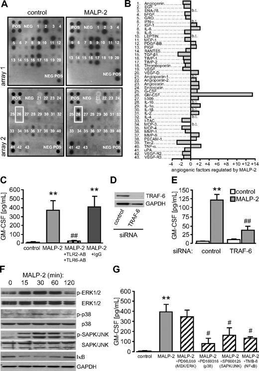 Figure 4. TLR2/6-dependent stimulation by MALP-2 induces GM-CSF release from HUVECs. (A) Pictures represent protein array membranes specific for angiogenesis-related factors. Membranes were incubated with supernatants from HUVECs not stimulated (control) or stimulated with MALP-2 (1 μg/mL) for 24 hours. Representative pictures of 2 independent experiments are shown. The position of GM-CSF is indicated by a white box. POS indicates positive control; NEG, negative control. (B) Quantification of the dot intensity relative to the positive control (n = 2). b.t. indicates below threshold. (C) GM-CSF levels in supernatants of HUVECs after MALP-2 (1 μg/mL) stimulation for 24 hours as assessed by ELISA. Unspecific IgG (50 μg/mL) was used as antibody control (n = 4). AB indicates antibody (25 μg/mL each). **P < .01 vs control. ##P < .01 vs MALP-2. (D) Knockdown of TRAF-6 protein levels after siRNA application (10 nM) in HUVECs was confirmed by Western blot. GAPDH expression is shown as loading control. Representative pictures of 3 independent experiments are shown. (E) GM-CSF levels in supernatants of HUVECs after siRNA application (10 nM) and MALP-2 (1 μg/mL) stimulation for 24 hours determined by ELISA (n = 4). **P < .01 vs control. ##P < .01 vs MALP-2 plus control siRNA. (F) Activation of the MAPK and the NF-κB pathway after MALP-2 (1 μg/mL) stimulation for the indicated time points was demonstrated by Western blot. Representative pictures of 3 independent experiments are shown. (G) GM-CSF levels in supernatants of HUVECs after MALP-2 (1 μg/mL) stimulation for 24 hours in the presence of pharmacologic inhibitors of the MAPK and the NF-κB pathway are assessed by ELISA (n = 5). **P < .01 vs control. #P < .01 vs MALP-2. (C,E,G) Error bars represent mean ± SEM.
