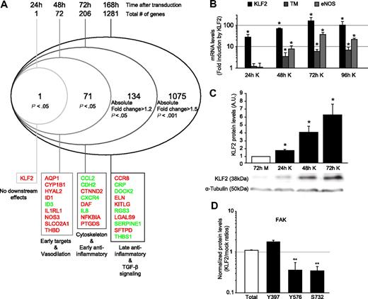 Figure 1. Time-course analysis after lentiviral KLF2 overexpression. (A) HUVECs were transduced with mock (M) or KLF2 (K) lentivirus. After 24, 48, or 72 hours or 7 days, RNA was isolated, and microarray expression profiling was performed. A modified Venn analysis of the microarray expression data at 24, 48, 72, and 168 hours after lentiviral KLF2 transduction is displayed. Indicated are the numbers of genes per time point that meet the indicated criteria but do not meet the criteria for an earlier time point. Inflammatory genes, transforming growth factor-β (TGF-β) signaling genes and vasodilatation genes were previously published to be KLF2 dependent. HUVECs were transduced with mock or KLF2 lentivirus for 24, 48, and 72 hours, and levels of the indicated genes were measured by the use of real-time RT-PCR (n = 5; B) or Western blot and densitometric quantification (n = 3; C). α-Tubulin was used as a loading control. (D) Summary of levels of the different posttranslationally activated forms of FAK in KLF2-transduced compared with mock-transduced cells, as analyzed with the Kinex antibody microarray. The category axis shows antibody specificity for the indicated phosphorylated amino acid residue. Fold induction by KLF2 is indicated on the y-axis. *P < .05, **P < .01.