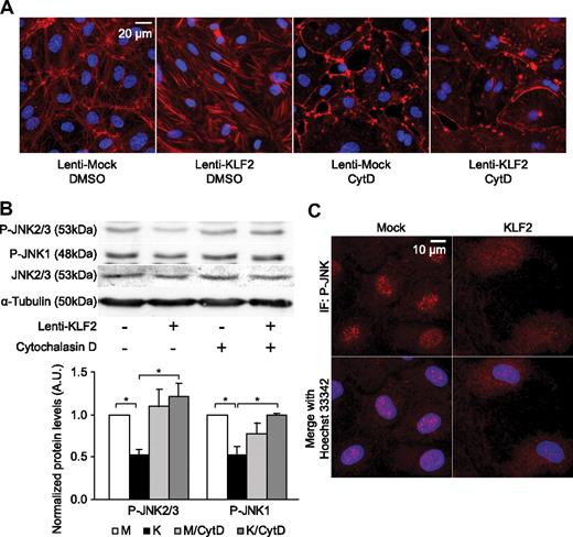 Figure 3. KLF2 inhibits phosphorylation and nuclear localization of JNK in an actin-dependent manner. (A) Fluorescent photomicrographs of mock- and KLF2-transduced cells treated with dimethyl sulfoxide (DMSO) or 200nmol/L Cytochalasin D (CytD) for 16 hours, demonstrating filamentous actin in red and nuclei in blue. (B) Western blot analysis of P-JNK1, 2, and 3 levels in mock- (□) and KLF2-transduced HUVECs (■) cultured in the presence of dimethyl sulfoxide (control) or cytochalasin D (200nmol/L) for 16 hours. α-Tubulin was used as a loading control. Quantifications are shown for 4 independent experiments. (C) Immunofluorescent photomicrographs of mock- and KLF2-transduced HUVECs, with phosphorylated JNK (P-JNK) shown in red and nuclei in blue. *P < .05.