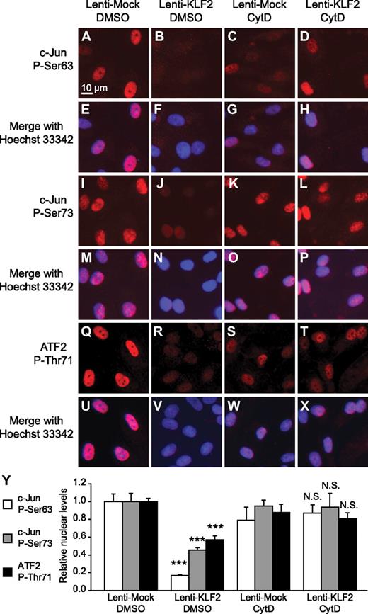 Figure 4. KLF2 inhibits nuclear localization of P-c-Jun and P-ATF2 in an actin-dependent manner. Immunofluorescent photomicrographs and quantification thereof of mock- (A, E, I, M, Q, U, C, G, K, O, S, and W) and KLF2-transduced (B, F, J, N, R, V, D, H, L, P, T, and X) HUVECs treated with DMSO (A-B, E-F, I-J, M-N, Q-R, U-V) or cytochalasin D (200nM; C-D, G-H, K-L, O-P, S-T, W-X) for 16 hours. Phosphorylated c-Jun on serine residue 63 (A-H) or serine residue 73 (I-P) or phosphorylated ATF2 on threonine residue 71 (Q-X) are stained red and nuclei are stained blue with Hoechst 33 342 (E-H, M-P, and U-X). (Y) Average nuclear intensity was measured for the indicated fluorescent staining and condition (n = 5). For each staining, 1-way analysis of variance with Bonferroni correction for multiple comparisons was performed, comparing KLF2/DMSO vs Mock/DMSO and KLF2/CytD vs Mock/CytD. ***P < .001. N.S. indicates not significant (P > .05).