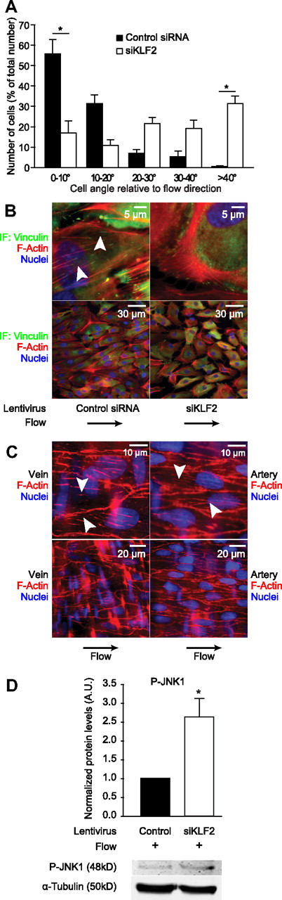 Figure 6. KLF2 is essential for shear fiber formation, cell alignment, and inhibition of JNK signaling in vitro, and these shear fibers are very similar in endothelium in vivo. (A) HUVECs transduced with either control siRNA lentivirus (filled bars) or KLF2-silencing lentivirus (open bars) were subjected to pulsatile shear stress and fixed. Differential interference contrast microscopy was performed, and approximately 100 cells per condition in 3 independent experiments were analyzed. Cell angle compared with the direction of the flow was measured and visualized in a bar graph. Differences in cell angles in the absence of KLF2 are not significant. (B) HUVECs were treated as in panel A, and immunofluorescence microscopy was performed as for Figure 5B. These images were acquired by merging the green channel (vinculin), the red channel (F-actin), which was acquired at 1 μm higher magnification than the green channel, and the blue channel (nuclei), which was taken at 4 μm higher magnification than the red channel. The flow direction was from left to right. The arrowheads indicate short basal actin filaments similar to those observed after KLF2 overexpression. (C) Intact rat renal arteries and saphenous veins were stained with phalloidin-TRITC (F-Actin, red) and Hoechst 33342 (Nuclei, blue) in situ and visualized by the use of immunofluorescence microscopy and computational deconvolution. The arrowheads show short basal actin filaments, similar to those observed after KLF2 overexpression. (D) Western blot analysis of P-JNK1 in HUVECs treated as in panels A and B. α-Tubulin was used as a loading control. Quantifications are shown for 4 independent experiments. *P < .05.