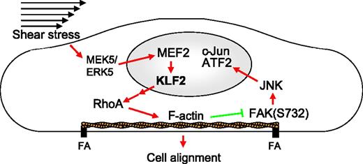 Figure 7. Schematic representation of the proposed mechanism by which KLF2 inhibits JNK signaling and induces cell alignment through the actin cytoskeleton. Shear stress activates the MEK5/ERK5/MEF2 MAPK pathway that transcriptionally induces KLF2, which indirectly activates RhoA, which causes the formation of actin shear fibers. These fibers are both essential for the alignment in the direction of the flow and for inhibition of the FAK-JNK-c-Jun/ATF2 signaling pathway. Red arrows indicate activation; green blunted arrows indicate inhibition.