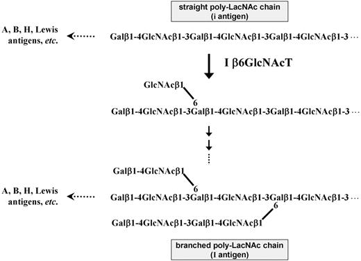 Figure 1. Structures of the straight and branched poly-LacNAc chains. The i antigen is characterized by the straight chain of repeating LacNAc units and is converted to the I antigen structure, characterized by the branched poly-LacNAc chain, through the activity of I β6GlcNAcT, which synthesizes the decisive GlcNAcβ1-6 branch. Various glyco-epitopes, including blood group A, B, and H antigens and the Lewis antigen series (Lea, Leb, Lex, Ley, sLea, and sLex), are constructed on the terminal ends of the straight and branched poly-LacNAc chains through different enzymatic pathways.