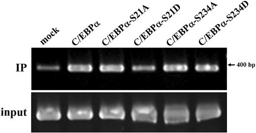 Figure 4. Association of wild-type and mutant C/EBPα with the IGnTC gene 5′ promoter region. Wild-type C/EBPα and C/EBPα mutants with respective substitutions of S21A, S21D, S234A, and S234D were expressed in K-562 cells cultured in noninducing conditions. The association of wild-type and mutant C/EBPα with the 5′ promoter region (−322 to +62 bp) of the IGnTC gene in K-562 cells was examined by the use of ChIP analysis. A total of 1 × 107 K-562 cells expressing wild-type C/EBPα, mutants C/EBPα-S21A, C/EBPα-S21D, C/EBPα-S234A, and C/EBPα-S234D or mock pcDNA3.1− vector were used. The chromatin DNAs were immunoprecipitated (IP) with a 1:500 dilution of anti-C/EBPα antibody and the input DNA controls were used in PCR amplification for the IGnTC −322 to +62-bp region.18 The products were analyzed by the use of 2.0% agarose gel electrophoresis. The K-562 cells expressing mock pcDNA3.1− vector were used for the no-antibody control in the PCR amplification, and only a trace of PCR product was observed (not shown). The results were analyzed by the use of densitometry, and the quantification analysis showed that the ratio of the band intensities (from left to right), after calibration with individual input controls, was 1.00:2.95:2.99:1.55:3.03:3.15.