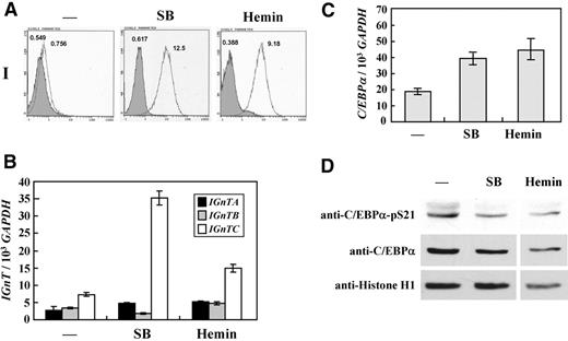 Figure 5. Expressions of I antigen and IGnT genes and phosphorylation status of C/EBPα Ser-21 in erythroid differentiation of K-562 cells. K-562 cells were cultured in medium supplemented with 2mM sodium butyrate (SB) for 2 days or 25μM hemin for 4 days to induce erythroid differentiation. (A) Flow cytometric analysis for I antigen expression detected with monoclonal anti-I antibody. Open and shaded areas represent cells detected with anti-I antibody and FITC-conjugated secondary antibody and with FITC-conjugated secondary antibody only, respectively. The geometric MFI detected is shown on the top of each peak. (B) Expression profiles for the IGnT transcripts. Real-time PCR was used to quantify the IGnTA, IGnTB, IGnTC, and GAPDH transcripts in the cDNA samples. The quantities of the IGnT transcripts were normalized to that of GAPDH transcript in each sample. Data were obtained from 3 detections; SD are shown. (C) Expression of C/EBPα transcript. Expressions of C/EBPα transcript in the cDNA samples were analyzed by the use of real-time PCR. The quantity of the C/EBPα transcript was normalized to that of the GAPDH transcript in each sample. Data were obtained from 3 detections; SD are shown. (D) Western blotting for C/EBPα and C/EBPα with phosphorylated Ser21. Nuclear fractions of the cells were analyzed using Western blotting with Phospho-C/EBPα(Ser21) antibody (1:1000 dilution), which specifically detected C/EBPα with phosphorylated Ser21 residue. After stripping, the membrane was detected successively with antibodies against C/EBPα (1:500 dilution) and histone H1 (1:500 dilution). The results were analyzed by densitometry, and quantification showed that the ratio of C/EBPα with phosphorylated Ser-21 in mock, SB-treated, and hemin-treated cells, after calibration with individual amounts of total C/EBPα and loading control histone, was 1.00:0.36:0.28.