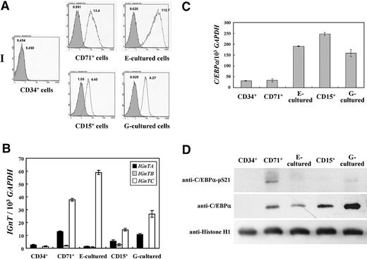 Figure 6. Expression profiles of I antigen and IGnT genes and phosphorylation status of C/EBPα Ser-21 in CD34+, CD71+, CD15+, E-cultured, and G-cultured cells. (A) Flow cytometry analysis for I antigen expression. Adult CD34+, CD71+, and CD15+ cells were purified as described in “Isolation of CD34+, CD71+, and CD15+ cells and E and G cultures.” Flow cytometric analyses demonstrated that more than 95% of the collected cells possessed the respective CD marker. E-cultured and G-cultured cells were obtained through culture of CD34+ cells in erythropoietic and granulopoietic conditions, respectively, and more than 99% of the cells became positive for CD71 or CD15 markers after the respective culture procedures. Cell-surface I antigens of these cells were detected with the use of flow cytometry and with monoclonal anti-I antibody. Open and shaded areas represent cells detected with anti-I antibody and FITC-conjugated secondary antibody and with FITC-conjugated secondary antibody only, respectively. The geometric MFI detected is shown on the top of each peak. (B) Expressions of IGnT transcripts. The expressions of IGnT transcripts in the cDNA sample were analyzed with the use of real-time PCR. The quantities of IGnT transcripts were normalized to that of the GAPDH transcript in each sample. Data were obtained from 3 detections; SDs are shown. (C) Expressions of C/EBPα transcripts. The C/EBPα transcript in the cDNA sample was quantitatively analyzed by the use of real-time PCR. The quantities of C/EBPα transcripts were normalized to that of the GAPDH transcript in each sample. Data were obtained from 3 detections; SDs are shown. (D) Western blotting for C/EBPα and C/EBPα with phosphorylated Ser-21. Nuclear fractions of the cells were analyzed by the use of Western blotting with Phospho-C/EBPα(Ser21) antibody. After stripping, the membrane was detected successively with the antibodies against C/EBPα and histone H1.