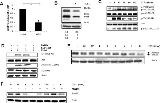Figure 1. IGF-1 down-regulates Bim expression in the murine 5T33MMvv cells through the PI-3K and p42/44 MAPK pathways. (A) Microarray analysis of the murine 5T33MMvv cells showing relative down-regulation of Bim mRNA expression after treatment with IGF-1 for 12 hours. The mean value ± SD of 3 independent experiments is given (*P < .001). The Bim gene is represented on the mouse 430A microarrays from the Affymetrix chip by 5 different probe sets. (B) Western blot analysis showing down-regulation of Bim at protein level in the 5T33MMvv cells. Cells deprived of serum for 1 hour were treated with IGF-1 for 24 hours. Equivalent amounts of lysates were immunoblotted with anti-Bim and anti-actin to confirm equal loading. The numbers below refer to the optical density of the BimEL, BimL, and BimS bands after treatment with IGF-1 as measured with the NIH1.62 image program. The variation between experiments was below 10%. (C-D) IGF-1 inhibits Bim transcription through the PI3-K pathway in the 5T33MMvv cells. (C) Western blot analysis showing activation of the PI-3K and p42/44 MAPK pathway after IGF-1 stimulation. Cells were starved 1 hour before IGF-1 treatment for the indicated time periods. The expression of p-ERK1/2, tot-ERK1/2, p-Akt, tot-Akt, and pFoxO3a were analyzed by Western blot. (D) Cells were starved 1 hour, treated with the PI-3K inhibitor LY294002 (1 hour of preincubation; 10μM) or not and stimulated or not with IGF-1 for 10 minutes, and the levels of p-Akt, tot-Akt, p-FoxO3a, and tot-FoxO3a were analyzed by Western blot. To confirm equal loading, levels of actin were determined. (E-F) IGF-1 induces proteasomal degradation of the BimEL isoform by the p42/44 MAPK pathway. (E) Cells were deprived of serum for 1 hour before stimulation for the indicated time periods, and the levels of phosphorylation and expression of BimEL were analyzed by Western blot. Equivalent amounts of lysates were immunoblotted with anti-Bim and anti-actin to confirm equal loading. (F) Cells were starved for 1 hour, pretreated or not for 1 hour with the specific proteasome inhibitor MG132 (1μM) and treated with IGF-1 for the indicated time periods. Next, the levels of Bim were analyzed by Western blot. Equivalent amounts of lysates were immunoblotted with anti-Bim and anti-actin to confirm equal loading. For all Western blot analyses, 1 experiment representative of 3 is shown.