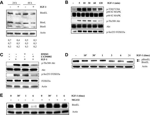 Figure 2. IGF-1 down-regulates Bim expression in the human Karpas707 cells through the PI-3K and p42/44 MAPK pathways. (A) Western blot analysis showing down-regulation of Bim at protein level in the Karpas707 cells. Cells deprived of serum for 24 hours were treated with IGF-1 for 24 and 48 hours. Equivalent amounts of lysates were immunoblotted with anti-Bim and anti-actin to confirm equal loading. The numbers below refer to the optical density of the BimEL, BimL, and BimS bands after treatment with IGF-1 as measured with the NIH1.62 image program. Variation between experiments was below 10%. (B-C) IGF-1 inhibits Bim transcription through the PI3-K pathway in the Karpas707 cells. (B) Western blot analysis showing activation of the PI-3K and p42/44 MAPK pathways after IGF-1 stimulation. Cells were starved 24 hours before IGF-1 treatment for the indicated time periods. The expression of p-ERK1/2, tot-ERK1/2, p-Akt, tot-Akt, and pFoxO3a were analyzed by Western blot. (C) Cells were starved 24 hours, pretreated with LY294002 (1 hour of preincubation; 10μM) and stimulated with IGF-1 for 10 minutes. Next, the levels of p-Akt, tot-Akt, p-FoxO3a, and tot-FoxO3a were analyzed by Western blot. To confirm equal loading levels of actin were determined. (D-E) IGF-1 induces proteasomal degradation of the BimEL isoform by the p42/44 MAPK pathway. (D) Cells were deprived of serum for 24 hours before stimulation for the indicated time periods, and the levels of phosphorylation and expression of BimEL were analyzed by Western blot. Equivalent amounts of lysates were immunoblotted with anti-Bim and anti-actin to confirm equal loading. (E) Cells were starved for 24 hours, pretreated for 1 hour with MG132 (1μM), and treated with IGF-1 for the indicated time periods. Next, the levels of Bim were analyzed by Western blot. Equivalent amounts of lysates were immunoblotted with anti-Bim and anti-actin to confirm equal loading. For all Western blot analyses, 1 experiment representative of 3 is shown.
