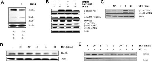 Figure 3. IGF-1 down-regulates Bim expression in the human OPM-2 cells through the p42/44 MAPK and PI-3K pathways. (A) Western blot analysis showing down-regulation of Bim at the protein level in the OPM-2 cells. Cells deprived of serum for 24 hours were treated with IGF-1 for 24 hours. Equivalent amounts of lysates were immunoblotted with anti-Bim and anti-actin to confirm equal loading. The numbers below refer to the optical density of the BimEL, BimL, and BimS bands after treatment with IGF-1 as measured with the NIH1.62 image program. Variation between experiments was below 10%. (B) IGF-1 inhibits Bim transcription through the PI3-K pathway in the OPM-2 cells. Cells were starved 24 hours, pretreated with LY294002 (1 hour of preincubation; 10μM), and stimulated with IGF-1 for 10 minutes. Next, the levels of p-Akt, tot-Akt, p-FoxO3a, tot-FoxO3a, p-ERK1/2, tot-ERK1/2, and actin were analyzed by Western blot. (C) Activation of the p42/44 MAPK pathway on IGF-1 treatment is delayed in the OPM-2 cells. Cells were deprived of serum for 24 hours before stimulation for the indicated time periods, and the levels of p-ERK1/2 and actin were analyzed by Western blot. (D-E) IGF-1 induces proteasomal degradation of the BimEL isoform by the p42/44 MAPK pathway. (D) OPM-2 cells were deprived of serum for 24 hours before stimulation for the indicated time periods, and the levels of phosphorylation and expression of BimEL were analyzed by Western blot. Equivalent amounts of lysates were immunoblotted with anti-Bim and anti-actin to confirm equal loading. (E) Cells were starved for 24 hour, pretreated for 1 hour with MG132 (1μM), and treated with IGF-1 for the indicated time periods. Next, the levels of Bim were analyzed by Western blot. Equivalent amounts of lysates were immunoblotted with anti-Bim and anti-actin to confirm equal loading. For all Western blot analyses, 1 experiment representative of 3 is shown.