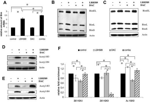 Figure 5. LBH589 treatment enhances Bim expression of the human Karpas707 and OPM-2 myeloma cells. (A) Bim mRNA expression in Karpas707 cells after treatment with LBH589, DAC, and LBH589/DAC. Cells were treated with 15nM LBH589 for 24 hours, 500nM DAC for 72 hours, and a combination of both. The Assays on Demand detected an mRNA sequence identifying only the BimEL isoform. The mean value ± SD of 3 independent experiments is given (*P < .05). (B-C) Bim expression in the Karpas707 (B) and OPM-2 (C) cells after treatment with LBH589, DAC, and LBH589/DAC as shown by Western blot analysis. Cells were treated with 15nM LBH589 for 24 hours, 500nM DAC for 72 hours, and a combination of both. Equivalent amounts of lysates were immunoblotted with anti-Bim and anti-actin to confirm equal loading. One experiment representative of 3 is shown. (D-E) Acetylation status of histone 3 (H3) and H4 in the Karpas707 (D) and OPM-2 (E) cells after LBH589, DAC, and combination treatment. Equivalent amounts of lysates were immunoblotted with anti–acetyl H3, anti–acetyl H4, and anti-actin to confirm equal loading. One experiment representative of 3 is shown. (F) ChIP analysis of the Bim promoter in the Karpas707 cells after treatment with LBH589 and/or DAC. Chromatin DNA was immunoprecipitated with antibodies for normal IgG (negative control), anti–acetyl-histone H3 lysine 9 (Ac H3K9), anti–trimethyl-histone H3 lysine 4 (3M H3K4), anti–dimethyl-histone H3 lysine 9 (2M H3K9), and anti–histone H3 (positive control). A DNA fragment corresponding to the Bim promoter region was amplified by quantitative RT-PCR. Each ChIP and RT-PCR were repeated, respectively, 3 and 2 times (*P < .05). SDs refer to the 3 independent experiments.