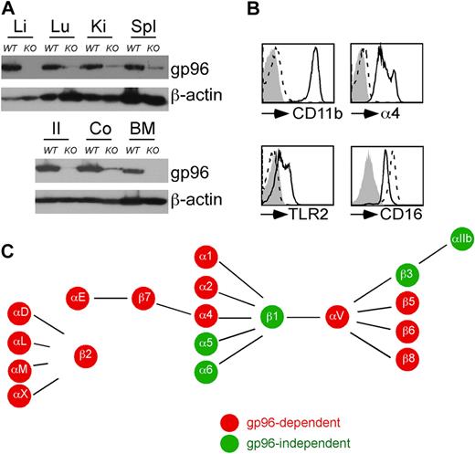 Figure 1. Inducible deletion of gp96 reveals its critical role for expression of multiple integrins. WT or gp96 KO mice were injected with tamoxifen (TAM) intraperitoneally for 14 days followed by analysis. (A) Immunoblot for gp96 and β-actin (a loading control) from multiple organs: Li indicates liver; Lu, lung; Ki, kidney; Spl, spleen; Il, ileum; and Co, colon. (B) Flow cytometric analysis of BM Gr1+ cells for cell-surface expression of indicated molecules. Dotted histogram represents KO cells; solid line indicates WT cells. (C) Summary of gp96-dependent and independent integrins on the hematopoietic system. These data are based on numerous experiments.