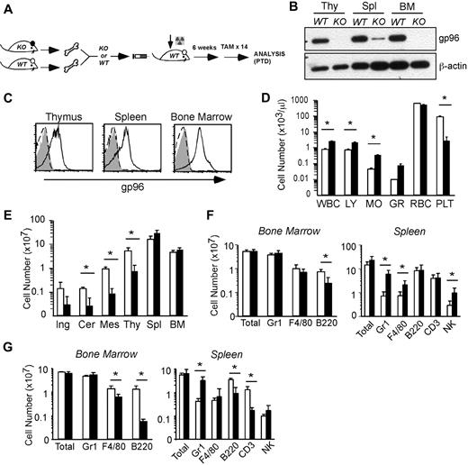 Figure 2. Global consequence of gp96 deletion on hematopoiesis. (A) Experimental scheme. (B) Immunoblot of various hematopoietic tissues from WT and KO mice 12 days post-TAM deletion (PTD). Thy indicates thymus. β-Actin serves as loading control. (C) Intracellular staining for gp96 in various hematopoietic tissues from WT (solid line) or KO (dotted line) bone marrow (BM) chimeras using gp96 antibody (open) or isotype control (shaded). (D) Peripheral blood cell counts of WT (n = 3, □) and KO (n = 4, ■) BM chimeras 1 month PTD. (E) Organ cellularity of WT (n = 3, □) and KO (n = 4, ■) BM chimeras 1 month PTD. Ing indicates inguinal; Cer, cervical; and Mes, mesenteric. (F-G) Absolute cell numbers of indicated lineages in BM and spleen of WT (n = 5, □) and KO (n = 6, ■) BM chimeras 3 to 4 weeks PTD (F) and 7 months PTD (G). Data are representative of at least 3 independent experiments. WBC indicates white blood cell; LY, lymphocyte; MO, monocyte; GR, granulocyte; RBC, red blood cell; and PLT, platelet. *P < .05.