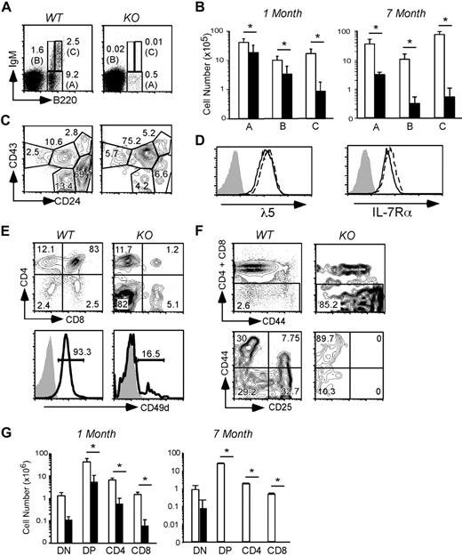 Figure 5. B- and T-cell lymphopoiesis is dependent on gp96 at critical transitional stages. (A) B220/IgM surface staining of BM cells from WT and KO BM chimeras 1 month PTD. (B) Absolute numbers of BM B cells in various fractions indicated in panel A from WT (n = 5, □) and KO (n = 6, ■) BM chimeras 3 to 4 weeks PTD. Data are pooled from 2 independent experiments. (C) CD43/CD24 surface staining on B220+ cells in BM. (D) Expression of λ5 pre-BCR and IL-7Rα on the surface of WT (solid line) and KO (dotted line) pre–B-cell line. Shaded histograms represent isotype control. (E) CD4/CD8 (top) surface staining and surface expression of CD49d (bottom) on thymocytes from WT and KO BM chimeras 1 month PTD. (F) DN gating (top) and CD44/CD25 surface staining on DN thymocytes from WT and KO BM chimeras 1 month PTD. (G) Absolute cell numbers of thymocytes from the indicated stages from WT (n = 3, □) and KO (n = 4, ■) BM chimeras 1 month and 7 months PTD. Data are representative of at least 2 independent experiments. *P < .05.