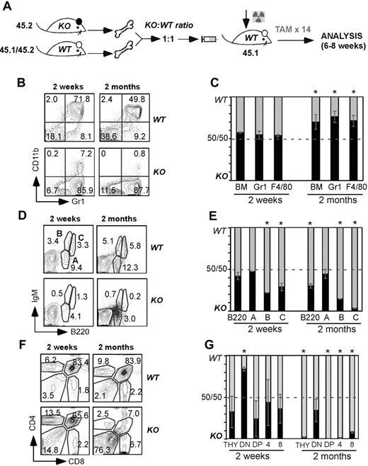 Figure 6. Competitive BM reconstitution reveals cell-intrinsic role for gp96 in B and T lymphopoiesis, but not myelopoiesis. (A) Diagram of experimental design. (B,D,F) Surface staining of the indicated lineages on gated KO (45.2) and WT (45.1/45.2) BM cells from 1:1 BM chimeras 2 weeks and 2 months PTD. (C,E,G) Percentage of KO and WT contribution to total BM myeloid cells (C), BM B-cell subsets (E), and thymocytes (G) at 2 weeks and 2 months PTD (DN: CD4−CD8−; double-positive: CD4+CD8+; 4: CD4+CD8−; 8: CD4−CD8+). Data are representative of 3 mice per group. *P < .05.