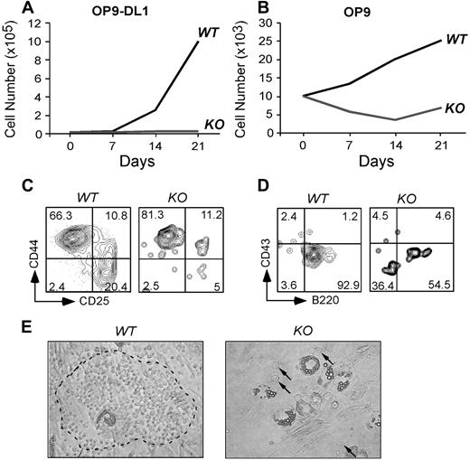 Figure 7. gp96 null hematopoietic progenitors fail to proliferate and differentiate in BM stromal cell cultures. Purified WT and gp96 KO BM Lin−c-kit+ progenitor cells were cultured on BM stromal cell OP9 or OP9-DL1 for 3 weeks and analyzed for cell growth and differentiation. (A-B) Kinetic analysis of cell proliferation. (C-D) Flow cytometric analysis of T- and B-cell development after 3 weeks of coculture. (E) Bright field image of day 5 coculture of WT or KO Lin−c-kit+ progenitors on OP9 (original magnification ×100). Dotted circle denotes “cobblestone” colony. A few KO progenitors were indicated by. Three experiments were performed with similar results.