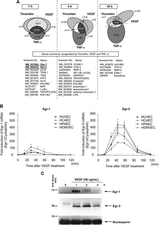 Figure 1. Activation agonists result in rapid, high-level induction of Egr-3 in primary human endothelial cells. (A) DNA microarrays of HUVECs treated with 50 ng/mL VEGF, 2 U/mL thrombin, or 10 ng/mL TNF-α for 1, 4 or 18 hours. Shown is Venn diagram of agonist-induced genes. (B) Real-time PCR time-course analysis of Egr-1 and -3 mRNA expression in VEGF-treated HUVECs, HCAECs, HPAECs, and HDMVECs. *P < .001 compared with 0 hours (no treatment) in HUVECs, HCAECs, HPAECs, and HDMVECs. (C) Time-dependent induction of Egr-1 and -3 protein expression in VEGF-stimulated HUVECs. Western blot analysis was performed by the use of antibodies against Egr-1 or -3. Antinucleoporin antibody was used as an internal loading control. The data are representative of 3 independent experiments.