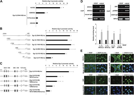 Figure 2. NFAT, SRF, and CREB bind to and transactivate the Egr-3 promoter in primary human endothelial cells. (A) Egr-3 (−2544/+80)-luc was transiently transfected into HUVECs, HDMVECs, human skin fibroblasts (H.Fibroblast), or HEK-293 cells. Cells were treated in the absence or presence of 50 ng/mL VEGF for 4 hours and assayed for reporter gene activity. The results show the mean ± SD of luciferase light units in VEGF-treated cells relative to untreated cells, obtained in triplicate from 3 independent experiments. *P < .001 compared with untreated cells. (B) 5′-deletion analysis of Egr-3 promoter activity in control versus VEGF-treated HUVECs. Successive deletions of the 5′-flanking region of Egr-3 were coupled to luciferase in pGL3, and the resulting constructs were transiently transfected into HUVECs. Cells were treated in the absence or presence of 50 ng/mL VEGF for 4 hours and assayed for reporter gene activity. The results show the mean ± SD of luciferase light units in VEGF-treated cells relative to untreated cells obtained in triplicate from 3 independent experiments. *P < .01 compared with Egr-3 (−2544/+80)-luc. (C) Analysis of mutant Egr-3 promoter activity in control versus VEGF-treated HUVECs. HUVECs were transiently transfected with either wild-type Egr-3 (−515/+80)-luc or Egr-3 (−515/+80)-luc containing point mutations of NFAT, SRF, and/or CRE motifs; treated in the absence or presence of 50 ng/mL VEGF for 4 hours; and assayed for reporter gene activity. The results show the mean ± SD of luciferase light units in VEGF-treated cells relative to untreated cells obtained in triplicate from 3 independent experiments. *P < .01 compared with Egr-3 (−515/+80)-luc. (D) ChIP assays of HUVECs treated in the absence or presence of 50 ng/mL VEGF for 30 minutes. Formalin-fixed chromatin was immunoprecipitated with monoclonal mouse antibodies to NFATc1 or NFATc2 or with mouse control immunoglobulin (IgG; left). Alternatively, formalin-fixed chromatin was immunoprecipitated with rabbit polyclonal antibodies against SRF or phospho-CREB or with rabbit control IgG (right). Precipitated chromatin was PCR amplified (30-35 cycles) and subjected to agarose gel electrophoresis (top). Binding was quantified by the use of real-time PCR (bottom). The results show the mean ± SE of binding level relative to control (without VEGF) obtained from at least 3 independent experiments. *P < .01 compared with control. (E) Immunofluorescent studies of NFAT, SRF, and phospho-CREB (pCREB) in control and VEGF-treated HUVECs. Serum-starved cells were incubated in the presence or absence of 50 ng/mL VEGF for the times indicated. The cells were then fixed and incubated with antibodies against NFATc1, NFATc2, SRF, or phospho-CREB, followed by Alexa 488–conjugated second antibody (green). The nuclei were stained with DAPI (blue). Merged images are shown in the bottom row. White bar indicates 20 μm.
