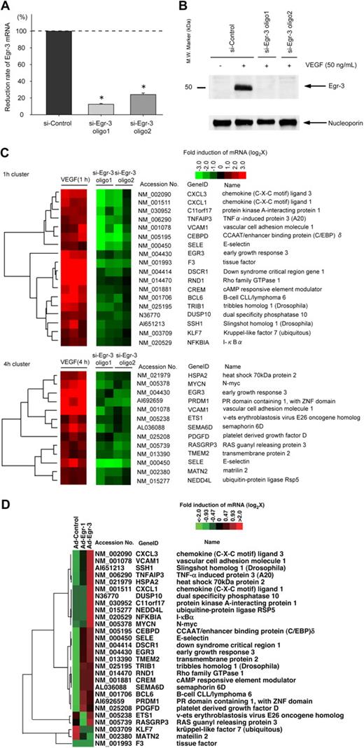 Figure 3. Egr-3 is required for VEGF-mediated induction of proangiogenic and proinflammatory genes in primary human endothelial cells. (A) Quantitative real-time PCR analysis of Egr-3 mRNA expression in HUVECs transfected with control siRNA (si-Control) or 2 independent siRNAs against Egr-3 (si-Egr-3 oligo1 and -2) and then treated in the presence of 50 ng/mL VEGF for 1 hour. Egr-3 expression is normalized to Cyclophilin A mRNA levels. The results show the mean ± SD of expression relatives relative to si-Control obtained from at least 5 independent experiments. *P < .001 compared with si-Control. (B) Western blot analysis of Egr-3 protein in HUVECs transfected with control siRNA or 2 independent siRNAs against Egr-3 and treated in the absence of presence of 50 ng/mL VEGF for 1 hour. Nucleoporin was used as a loading control. The data are representative of 4 independent experiments. (C) DNA microarrays of HUVECs transfected with si-Control, si-Egr-3 oligo1, or si-Egr-3 oligo2 and treated with 50 ng/mL VEGF for 1 hour. Shown are heat maps of genes whose VEGF response was most profoundly inhibited by si-Egr-3. Transcriptome data were derived from triplicate arrays of VEGF-treated si-Control–transfected cells and duplicate arrays of each of the VEGF-treated si-Egr-3–transfected cells. (D) DNA microarrays of HUVECs transduced with Ad-control or Ad-expressing Egr-1 (Ad-Egr-1) or Egr-3 (Ad-Egr-3; multiplicity of infection = 5). Cells were harvested for RNA at 24 hours after infection. Shown is heat map of siEgr-3–mediated down-regulated genes in Ad-Egr vs Ad-control–transduced cells.