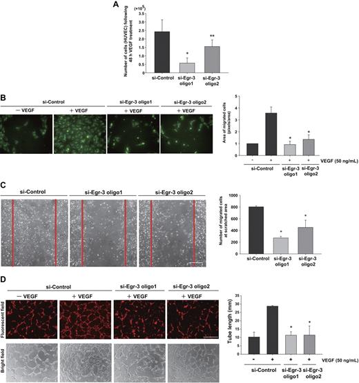 Figure 4. Egr-3 is required for VEGF-mediated induction of proliferation, migration, and tube formation of primary human endothelial cells. (A) Proliferation assay. HUVECs (105) were transfected with si-Control, si-Egr-3 oligo1, or si-Egr-3 oligo2. Cells were serum-starved for 18 hours, incubated in the presence of 50 ng/mL VEGF for 48 hours, and subsequently enumerated. The results show the mean ± SD derived from 6 independent experiments. *P < .01; **P < .04 compared with si-Control. (B) Migration assay. HUVECs were transfected with si-Control, si-Egr-3 oligo1, or si-Egr-3 oligo2; labeled with PKH2; serum-starved; and plated in upper layer of a Transwell. A total of 50 ng of VEGF (or vehicle) was added to the lower chamber. After 24 hours' incubation, migrated cells were detected by the use of a fluorescent microscope. The number of migrated cells (green) was quantified with image analysis software. Means ± SD were derived from 3 independent experiments, each performed in triplicate. *P < .01 compared with si-Control plus VEGF. (C) Scratch wound assay. Confluent HUVECs transfected with si-Control, si-Egr-3 oligo1, or si-Egr-3 oligo2 were scratched with the use of a 1-mm fine tip. After 24 hours of VEGF treatment, the number of cells migrating into the scratched area was counted. Red lines correspond to the borders of the scratched area. The graph shows mean ± SD of migrated cells derived from 4 independent experiments, each performed in triplicate. *P < .01, compared with si-Control. (D) Tube-formation assay. HUVECs were transfected with si-Control si-Egr-3 oligo1 or si-Egr-3 oligo2, labeled with PKH26, serum-starved, and grown on a collagen gel in the presence or absence of 50 ng/mL VEGF. Cells were observed under fluorescence (top) or bright field (bottom). White bar indicates 100 μm. The mean ± SD of total tube length was calculated with image analyzer from 3 independent experiments performed in triplicate (bottom bar graph). *P < .02 compared the activity from si-Control plus VEGF.