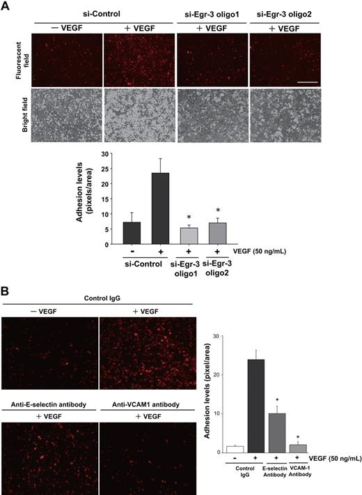 Figure 5. Egr-3 is required for VEGF-mediated induction of leukocyte adhesion to primary human endothelial cells. HUVECs were transfected with si-Control, si-Egr-3 oligo1, or si-Egr-3 oligo2 (A) or preincubated with control IgG or antibodies against E-selectin, VCAM-1 (B) and treated with or without 50 ng/mL VEGF for 6 hours. PKH26-stained U937 monocytes were plated on top of HUVEC monolayers and incubated for 90 minutes. After washing, adhered U937 cells were observed under fluorescent and phase-contrast microscopy. Adhesion levels were quantified on the basis of fluorescent intensity by the use of image analysis software. The mean ± SD was derived from 3 arbitral optical images with 5 independent experiments (bar graph). *P < .01 compared with si-Control plus VEGF.