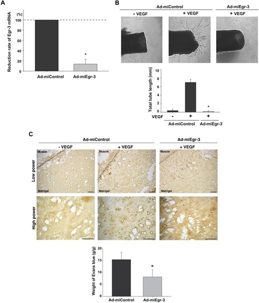 Figure 6. Egr-3 plays a role in VEGF-mediated neovascularization of ex vivo aortic explants and in vivo Matrigel plugs in mice. (A) Quantitative real-time PCR analysis of Egr-3 mRNA expression in VEGF-treated murine MS-1 cells transduced with adenovirus expressing miControl (Ad-miControl) or miRNA against Egr-3 (Ad-miEgr-3). Egr-3 expression is normalized to Cyclophilin A mRNA levels. The results show the mean ± SD of expression levels relative to miControl obtained from 3 independent experiments. *P < .001 compared with Ad-miControl. (B) C57/BL6 mice were injected intravenously with 109 pfu Ad-miControl or Ad-miEgr-3. At 3 days later, a short segment of the aorta was removed, embedded in Matrigel, and incubated with MCDB131 medium containing 109 pfu of Ad-miControl or Ad-miEgr-3. Outgrowth of neovessels from the aorta was observed under phase-contrast microscopy, and tube length was calculated by the use of a cell image analyzer. The mean ± SD were derived from 4 independent experiments. *P < .001 compared with Ad-miControl plus VEGF. (C) Matrigel containing 109 pfu Ad-miControl or Ad-miEgr-3 was injected subcutaneously into the flank of C57/BL6 mice. Fourteen days later, Matrigel plugs were removed, and sections were immunostained with anti–PECAM-1 antibody. Broken line indicates the boundary between flank muscle and explanted Matrigel. Bar indicates 50 μm. The data are representative of 6 independent experiments. To quantify neoangiogenesis, 1% Evans blue was injected intravenously into mice. At 10 minutes later, Matrigel plugs were removed and incubated in formamide. The amount of Evans blue dye was quantified by OD620 and normalized to weight of Matrigel. The mean ± SD were derived from 6 Matrigel plugs in each condition. *P < .01 compared with Ad-miControl.