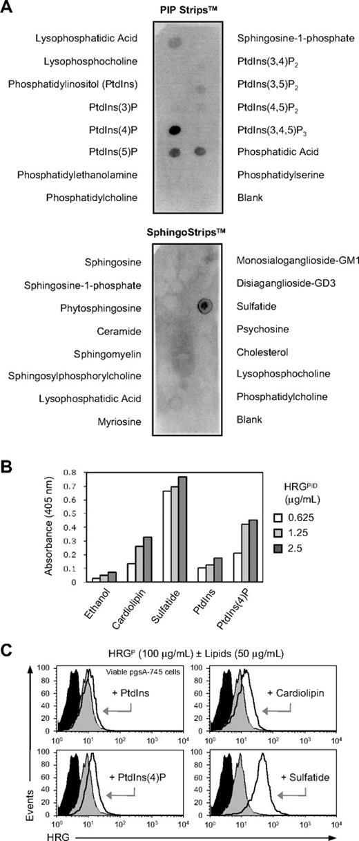 Figure 5. HRG interacts with negatively charged lipids. (A) Analysis of HRGPID (1 μg/mL) binding to an array of different cellular lipids using PIP Strips and SphingoStrips coated with 100 pmoles of the indicated biologically active lipids. (B) Analysis of the ability of HRGPID to bind various phospholipids by ELISA using wells precoated with 50 μg/mL cardiolipin, sulfatide, PtdIns, and PtdIns(4)P, with ethanol coated wells being included as a negative control. (C) Ability of HRG in a HRGP preparation (100 μg/mL) to bind to viable pgsA-745 cells precoated with cardiolipin, sulfatide, PtdIns, and PtdIns(4)P (50 μg/mL, room temperature, 30 minutes). HRG binding was detected by flow cytometry. Representative flow cytometry histograms are shown, with filled black histograms representing Ab-only control and filled gray and open black histograms representing HRG binding to untreated or phospholipid coated cells, respectively.