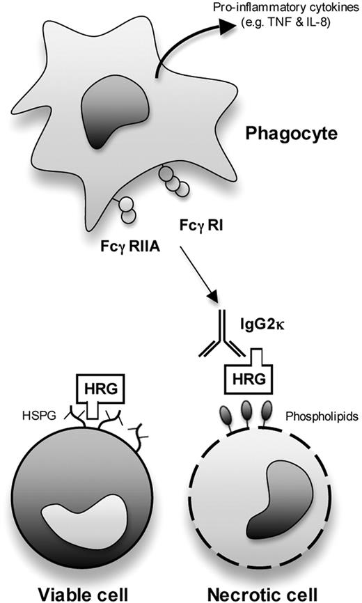 Figure 7. Proposed molecular mechanism by which HRG enhances the uptake of necrotic cells, but not viable cells, by phagocytes. HRG can simultaneously bind to exposed cellular lipids on necrotic cells and soluble human IgG (in particular IgG2κ) and, consequently, enhance the uptake of necrotic cells by phagocytes via a FcγR-dependent mechanism. This HRGP-mediated uptake of necrotic cells induces the release of proinflammatory cytokines, such as TNF and IL-8, from phagocytes. In contrast, only free HRG, and not HRG-IgG complexes, is able to bind to heparan sulfate proteoglycans (HSPG) on the surface of viable cells, and this prevents HRG-mediated phagocytosis of viable cells.