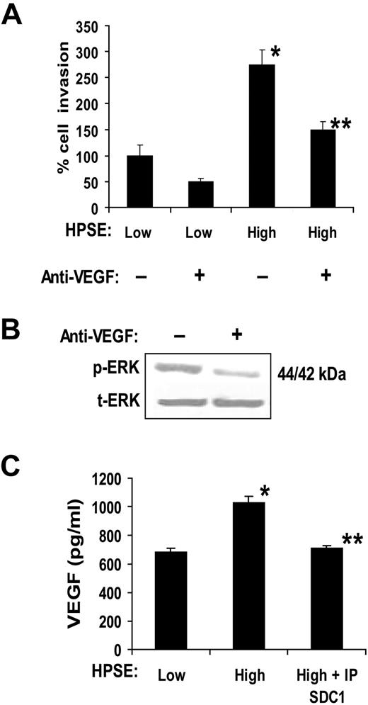Figure 2. Medium conditioned by heparanase high myeloma cells enhances endothelial invasion via activity of VEGF. (A) Endothelial cells were seeded on the top well of an invasion chamber coated with Matrigel and conditioned medium from either HPSE-low or HPSE-high cells was added to the lower well of the chamber in the presence or absence of a VEGF function blocking antibody. Data are mean ± SD from 3 independent experiments. *P < .001 vs HPSE-low without addition of anti-VEGF. **P < .01 vs HPSE-high. (B) VEGF stimulates ERK activation in endothelial cells. Serum-starved endothelial cells were incubated with conditioned medium from HPSE-high myeloma cells in the presence of VEGF function blocking antibody (Ab-3) or an isotype-matched control antibody. After 15 minutes, whole-cell lysates were prepared and subjected to immunoblotting for p-ERK and t-ERK. (C) VEGF levels are elevated in conditioned medium from HPSE-high cells and a portion of the VEGF associates with syndecan-1. HPSE-low or HPSE-high CAG cells were plated at equal density in complete RPMI medium. After 48 hours, conditioned media were harvested, and the level of VEGF was determined before and after immunodepletion of syndecan-1 (IP SDC1) from the medium (values represent means of triplicate determination ± SD). *P < .001 vs HPSE-low. **P < .001 vs HPSE-high.