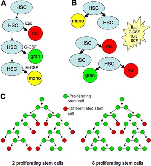 Figure 3. Deterministic and stochastic processes in hematopoiesis. (A) In the deterministic model, hematopoietic growth factors such as Epo, G-CSF, macrophage colony-stimulating factor (M-CSF) instruct differentiation of blood stem cells. (B) In the stochastic model, these growth factors as well as others such as interleukin-3 (IL-3) or stem cell factor (SCF) promote survival, allowing stem cells to differentiate. (C) Results of 6-generation stochastic cell-fate simulations. A pluripotent stem cell can either divide into 2 stem cells or differentiate, losing its proliferative capacity. Simulations were run using a random number generator. The probability of birth was 60%, death 40%, the decision for each cell was performed by picking a random number 0 to 9 with 7 of these numbers (0-5) resulting in symmetric division and 3 (6-9) resulting in stem cell loss due to differentiation. Starting with 1 cell and drawing random numbers for each stem cell present in each generation leads to very different final populations, illustrating the randomness a stochastic model can incorporate. (Figure modified from Till et al22 with permission from Dr Till.)