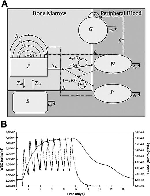 Figure 5. Population dynamics model for G-CSF mobilized peripheral stem cells. (A) A compartment model for stem cell mobilization. This model describes the G-CSF concentration (G) in the microenvironment and 4 different populations of cells in the bone marrow and peripheral blood: stem cells (S), peripheral blood cells (B), white blood cells (W), and platelets (P). Other parameters that the model incorporates are as follows: aG, aP: the production rates of G-CSF and platelets. aS(G), aw(G): The production rates of stem cells and white blood cells as functions of G-CSF concentration. f1, f2, f3: Rates at which stem cells, white blood cells, and platelet concentrations down-regulate the stem cell production rate. f4: Rate at which white blood cell concentration down-regulates G-CSF production. dG, dB, dW, dP: The rates of destruction of G-CSF, peripheral blood progenitor cells, white blood cells, and platelets. TL: The population of progenitor cells in the bone marrow. TSB: The population of stem cells passing from the blood to the bone marrow. TBS: The population of stem cells passing from the bone marrow to the blood r(G). (B) Stimulation of G-CSF treatment every day over a 9-day period shows a rapid increase in white blood cell count (solid line) with each treatment (dotted line). After 5 days, further treatments have no effect on total white blood cell count. Once treatment has stopped (day 10), white blood cell counts slowly decline, returning to pretreatment levels. (Figure from Obeyesekere et al84 reprinted with permission from Wiley-Blackwell.)