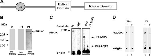 Figure 1. PfPI3K, a PI3 kinase from P falciparum. (A) Schematic diagram showing domain architecture of PfPI3K. The helical and catalytic domain of PfPI3K is separated by a linker. In addition, a C2 domain is present near its N-terminal end. (B) Equal amounts of cell lysates prepared either from either uninfected erythrocytes (E left panel) or trophozoite stage parasites (Pf right panel) were electrophoresed on 7% SDS-polyacrylamide gel electrophoresis gel, and Western blot analyses were performed using anti-PfPI3K antisera on both erythrocyte as well as the parasite lysate. A control Western blot with preimmune antisera was performed to probe the parasite lysate (middle panel). (C) PfPI3K was immunoprecipitated from trophozoite lysates, and PfPI3K-IP was used in a lipid kinase assay wherein either PI or PI3P (left panel), PI4P, or PI(4,5)P2 (right panel) was used as substrate. Phospholipids were separated on a TLC along with phosphoinositide standards, and radiolabeled lipid products were detected using a phosphorimager. (D) The activity of PfPI3K-IP from trophozoite lysates was assayed using PI4P as substrate (as described in panel C) in the presence of 2.5μM wortmannin (left panel), or 50μM LY294002 (right panel) or DMSO (−).