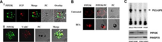Figure 2. Intracellular localization of PfPI3K and its trafficking to the host. (A) IFA was performed for localizing PfPI3K, FCP (i) and VARC (ii). FCP (red) is located inside the food vacuole of mature trophozoites. PfPI3K (green) exhibits “vesicular” staining on PVM/PM (black arrows) and the host erythrocyte (white arrows) and in the food vacuole, which can be identified by the presence of black hemozoin. (ii) PfPI3K colocalizes with VARC at the erythrocyte surface. (B) Parasites were treated either with 5μg/mL BFA or DMSO, and immunofluorescence was performed using anti-PfPI3K antisera. BFA treatment blocked the transport of PfPI3K to the erythrocyte. (C) Trophozoite stage parasites were treated with either streptolysin (SLO) or saponin (SAP). The soluble (S) and pellet (P) fractions were used for Western blot (bottom panel) and immunoprecipitation of PfPI3K. PfPI3K-IP was assayed for activity using PI4P as the substrate; the radiolabeled product PI(3,4)P2 was detected by phosphorimaging of TLC plates. Anti-PfHSP70 was used for a control Western blot.