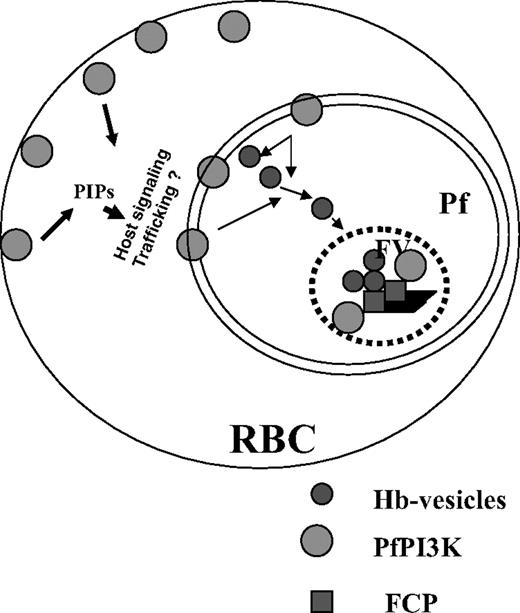 Figure 6. A model for the role and regulation of PfPI3K in malaria parasite. PfPI3K is trafficked to vesicular compartments at PM/PVM and the food vacuole, and exported to the host RBCs. It may regulate the function of FCP, a PI3P binding protein, which is present in the food vacuole.8 PfPI3K inhibition blocks endocytosis of hemoglobin to the food vacuole and blocks parasite growth. Because PfPI3K exported to the host erythrocyte is active, it may trigger signaling and trafficking pathways that may regulate additional events.