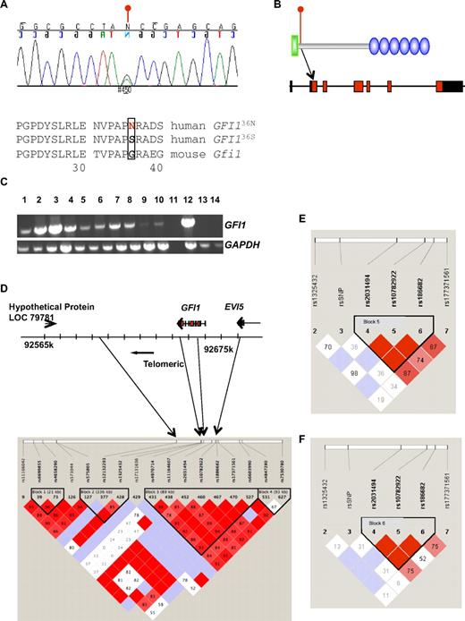 Figure 1. Expression, genomic representation, and LD of GFI136N. (A) Chromatogram of the GFI136S/36N cDNA sequence of one of the patients. Change of G to A at position c107 (c107G>A) results in the replacement of serine by asparagine. The neighboring amino acid sequences of the more common human and mouse sequences are shown. (B) Location of the GFI136N variant on genomic and protein level. The SNP is located in exon 2 and replaces a serine by an asparagine at amino acid position 36. Green indicates N-terminal Snail/Growth factor independence 1 repressor domain of GFI1; blue, 6 C2H2 zinc finger domains. (C) GFI1 mRNA expression in different patients. GFI1 expression in different AML patients was semiquantitatively assayed by reverse transcriptase PCR. Lanes 1 to 9 represent bone marrow and peripheral blood samples of AML patients at diagnosis. Lane 10 shows cell from the t(8;21)-positive Kasumi 1 AML cell line. Lane 11 shows the control without reverse transcriptase and lane 12 a peripheral blood aphaeresis sample from an AML patient. Lane 13 shows HeLa cells (human cervical cancer) and lane 14 cells originating from a patient with a chronic lymphocytic leukemia (CLL). (D) Results of LD analysis in the genomic region encompassing the GFI1 and EVI5 loci and neighboring regions. LD block 3 spans part of GFI1 and EVI5. (E) LD as determined after genotyping of 39 GFI136N heterozygous AML patients from Essen, Marburg, and the DSIL study group. The genotypes of 5 SNPs in the proximity of the GFI136N SNP were determined. The results show that GFI136N is not within the LD block that spans part of EVI5. (F) Results of LD of a group consisting of the aforementioned 39 GFI136N heterozygous AML patients and 26 healthy persons homozygous for GFI136S from Essen. Similar to the analysis described previously, GFI136N is not within the LD block that spans part of EVI5.