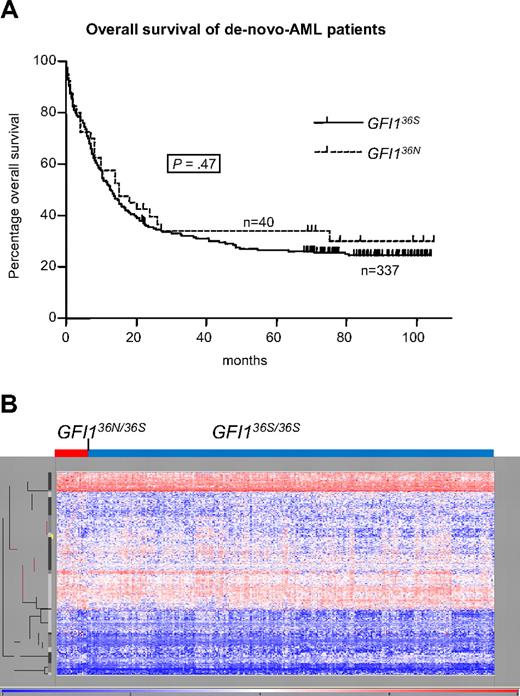 Figure 2. Influence of GFI136N allele on progression. (A) Prognostic impact of GFI136N on disease progression of AML patients. GFI136S (homozygous for GFI136S) and GFI136N (heterozygous for GFI136N or homozygous for GFI136N; 1 patient only) de novo AML patients, recruited from the DSIL, had the same prognosis for a 5-year overall survival rate of approximately 27% (GFI136S) and 34% (GFI136N). Also, the 5-year relapse-free survival was not different between both groups (data not shown). (B) Genome-wide mRNA expression pattern of patients heterozygous for the GFI136N allele was not overall different from GFI136S-homozygous patients. Genome-wide RNA expression data were obtained by gene array analysis (Affymetrix) from a patient cohort from the HOVON study group analyzed in The Netherlands (Rotterdam; n = 350).