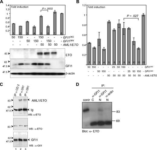 Figure 4. GFI136S and GFI136N maintain similar repressor activity but are differentially regulated by AML1/ETO. (A) Transient transfection of HeLa cells with expression plasmids for GFI136S, GFI136N, AML1/ETO fusion protein, and with a luciferase reporter gene containing Gfi1 binding sequences. Both GFI136S and GFI136N were able to repress the Gfi1 promoter in a concentration-dependent manner (lanes 1–2 and 3–4, respectively), whereas AML1/ETO alone did not influence reporter gene activity (lane 8). In the presence of AML1/ETO, the GFI136S protein lost its repression capacity, but GFI136N retained its repressor activity (lanes 5–6; P < .001). Error bars represent SEM. (B) Same as panel A but with different amounts of expression plasmid transfected as indicated. (C) GFI136S and GFI136N both coprecipitate in transfected cells with AML1/ETO. Cos7 cells were transfected with GFI136S, GFI136N, or AML1/ETO expression plasmids. Immunoprecipitations (IP) were performed with α-GFI1 antibody. AML1/ETO immunoprecipitates in the lysates with GFI136S or the variant GFI136N (lanes 2 and 3, respectively). A control IP was performed with a goat α-CD2 antibody (lane 1). An input control demonstrated the presence of both GFI1 and the AML1/ETO protein. (D) GFI136S coprecipitates with AML1/ETO in extracts from Kasumi1 cells, which is a cell line derived from a t(8;21) AML patient. Nuclear and cytosolic extracts of Kasumi1 cells were prepared and incubated either with the α-Gfi1 (N20) antibody or with a nonspecific α-actin antibody. The cell extracts were immunoblotted and developed with an α-ETO antibody. As a positive control, AML1/ETO transfected Cos7 cells were used.