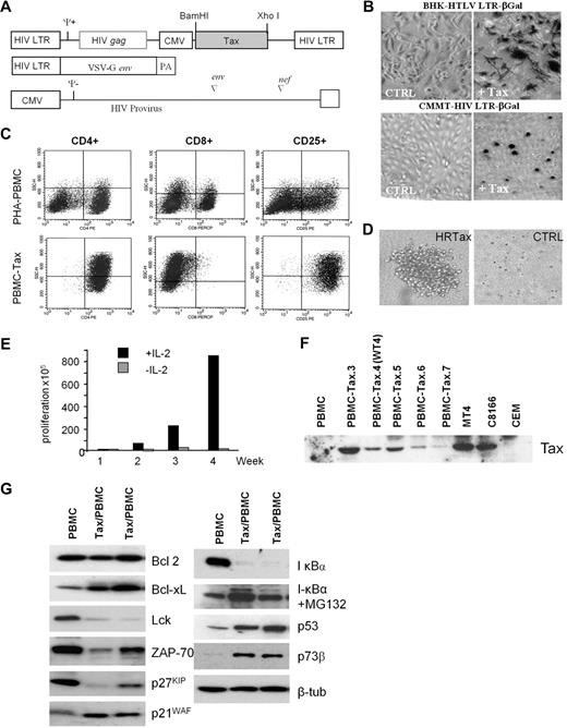 Figure 1. Human primary T-cell immortalization by Tax. (A) Schematic representation of the vectors used in this study to synthesize the HIV pseudotype viral particles expressing HTLV-1 Tax protein. (B) BHK-HTLV LTR-βGal and CMMT HIV LTR-βGal established cell lines were infected with negative control virus or Tax-expressing viral particles. βGal expression was monitored to test the infectivity of Tax pseudovirus. (C) FACS analysis of CD4, CD8, and CD25 T-cell receptors in PBMCs (nontransduced control cell line) or Tax-transduced PBMCs (PBMC-Tax.3). (D) Soft agar colony formation assay on Tax-transduced PBMCs or negative control virus. (E) Proliferation of Tax-transduced PBMCs (PBMC-Tax.3) in the presence or absence of IL-2. (F) Western blot of Tax expression in a mixed population of Tax-transduced PBMCs after 4 weeks of culturing. PBMCs and CEM served as negative controls. The HTLV-I–transformed cell lines MT4 and C8166 were positive controls for Tax expression. (G) Western blot analysis of Tax-affected proteins in nontransduced PBMCs and Tax-transduced PBMCs.