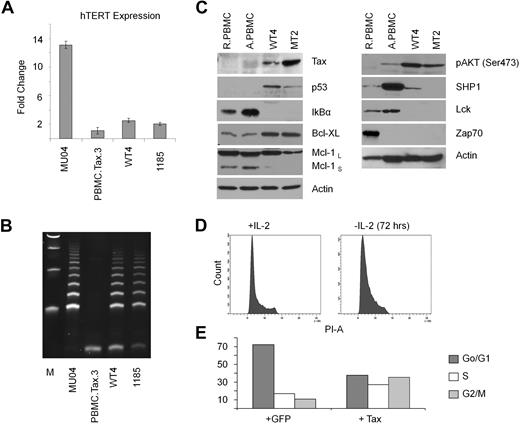 Figure 3. WT4 cells maintain high telomerase activity. (A-B) Real-time PCR expression of hTERT (A) and TRAP analysis of telomerase activity (B) in Tax-transduced PBMCs (Tax/PBMC no. 3), WT4, and the HTLV-I–immortalized cell lines, MU04 and 1185. Real-time PCR was performed in duplicate; error bars represent the threshold cycle (CT) SD of the gene of interest. Fold changes were calculated by comparing values with that of MU04 normalized gene expression. (C) Western blot analysis of Tax, p53, Bcl-xL, Mcl-1, IκBα, and actin in WT4 cells compared with the HTLV-I–transformed cell line, MT4. Nontransduced resting PBMCs (RPBMCs) and activated PBMCs (ActPBMCs) served as controls. (D) Cell-cycle analysis of WT4 cells cultured 72 hours without IL-2 and/or restimulated overnight with IL-2. (E) Cell-cycle analysis of PBMCs transiently transduced with a Tax-GFP or GFP-control virus. FACS analysis was performed 48 hours after infection on GFP (infected) sorted cells.