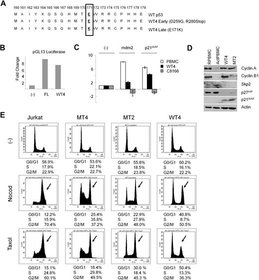 Figure 5. WT4 cells activate the anaphase-promoting complex. (A) Sequencing of the p53 hot spot in early passage and immortalized WT4 cells, compared with wild-type p53. (B) p53 Luciferase (pGL13) activity between wild-type p53 (FL) and WT4-p53 in Jurkat cells. (C) Real-time PCR expression of p21WAF and mdm2 in PBMCs, C8166, and WT4 cells after gamma irradiation (10 Gy). RNA was extracted 2.5 hours after irradiation. Real-time PCR was performed in duplicate; error bars represent the CT SD of the gene of interest. (D) Western blot analysis of cyclin A, cyclin B, Skp2, p27KIP, and p21WAF in WT4 and MT2 cells compared with nontransduced resting (RPBMCs) or activated (ActPBMCs) PBMCs. (E) Mitotic spindle checkpoint studies. Cells were treated for 24 hours with either nocodazole (400 ng/mL) or paclitaxel (10μM), followed by cell-cycle analysis by flow cytometry.