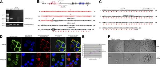 Figure 2. Subcellular localization and growth effects of the CD44ΔEx1 variant overexpressed in the CD44− GCB-DLBCL cell line BJAB. (A) No CD44 mRNA was detected by RT-PCR performed using primers CD44-F (exon 2) and CD44-R (exon 18) in total RNA extracted from the microdissected CD10+ GC B cells from reactive tonsils (2 preparations), whereas all the IGHSμ/CD44 translocation-positive cases showed the presence of CD44ΔEx1 mRNA; a representative translocation-positive case is shown (GL47). A vertical white line has been inserted in the bottom panel to indicate a repositioned gel lane. (B) 5′-RACE analysis detected the Iμ-CD44ΔEx1 hybrid transcripts in all 9 IGHSμ/CD44 translocation-positive cases; the 5′-RACE sequence (299 bp) from a representative translocation-positive case is shown (GL47). Stop codons (TGA) are underlined. The Iμ-CD44ΔEx1 ORF is not predicated to result in a fusion protein, as the CD44 exon 2 has an in-frame stop codon upstream of the predicted start codon ATG at nucleotide number 254 (boxed by solid line). The Iμ-CD44ΔEx1 ORF is predicted to encode for the CD44ΔEx1 protein starting from the ATG at nucleotide 254 (boxed by solid line) with a Kozak sequence29; the ATG codon at nucleotide 183 (boxed by dotted line) has a downstream in-frame stop codon (underlined by dotted line). (C) Nucleotide sequences of the CD44ΔEx1 ORF (219 bp) and predicted amino acid sequences of the protein (73 amino acids) are shown. Exon boundaries are marked with an arrow. Compared with CD44s (standard form; wild-type), the resultant CD44ΔEx1 protein lacks the first 62 amino acids at the N-terminus, including the 20 amino acids of the leader peptide. The CD44ΔEx1 protein also lacks the C-terminus of CD44s resulting from an altered reading frame starting from the junction of exons 2 and < 17b, which eliminates the transmembrane and intracellular domains. (D) When cloned in-frame with GFP at the C-terminus of the pmaxFP-Green-N vector and overexpressed in BJAB cells, CD44ΔEx1-GFP tagged protein was localized in the cytoplasm and nucleus instead of the plasma membrane, where CD44s-GFP was expressed. Representative images of cells taken by confocal laser microscopy are shown. The images were captured by the Zeiss LSM 510 (Carl Zeiss Microimaging GmbH) laser scanning microscope system (60× oil objective). The images in superimposed and split-image mode were displayed and exported as imaging files by LSM Image Browser software (Carl Zeiss Microimaging GmbH). Merged images were generated from the original confocal images using Adobe Photoshop software. (E-F) Overexpression of CD44ΔEx1 in stably transfected BJAB cells significantly enhanced the cell proliferation rate as recorded over 5 days of incubation (mean values of 3 separate experiments ± SD are shown; E) and clonogenic ability in methylcellulose as monitored after 6 days of incubation (F). The images in panel F were captured by the Nikon Eclipse TS100 inverted microscope (Nikon) and the Nikon DSU1 0507 11331 digital camera system and the images were acquired by ACT-2U software. The magnifications are written at the right side of each panel. Results similar to those in panels D through F were obtained when CD44ΔEx1 cloned in-frame with GFP at the N-terminus of the pmaxFP-Green-C vector was used for the aforementioned functional studies (results not shown).