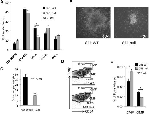 Figure 2. Loss of Gli1 impairs in vitro granulopoiesis and differentiation of myeloid progenitors in vivo. (A) Whole bone marrow cells from Gli1WT and Gli1null mice were plated in methylcellulose supplemented with cytokines (Methocult M3434). Twenty thousand cells were plated per well, in duplicate. Results are mean ± SEM from 4 separate experiments. Colonies were scored at 12 to 14 days. *P < .05 (B) Photomicrograph of CFU-Gs grown in Methocult M3434. Original magnification ×40. (C) In vitro granulocyte formation measured by harvesting cells grown in Methocult M3434, labeling with antibody against Gr1, and analyzing by flow cytometry. Mature granulocytes were Gr1+ with high side-scatter properties. **P < .01 (D) Whole bone marrow was labeled with fluorescent-labeled antibodies and analyzed by flow cytometry for common myeloid progenitors (CMPs, FcRγlowCD34+cKit+Sca1negLinneg) and granulocyte macrophage progenitors (GMPs, FcRγhiCD34+cKit+Sca1negLinneg). Representative results from one pair of mice are shown. Percentages are of the c-Kit+Sca1negLinneg fraction. (E) Results for the myeloid progenitor subsets are summarized. Results are the mean percentage of total bone marrow cells ± SEM. *P < .05.