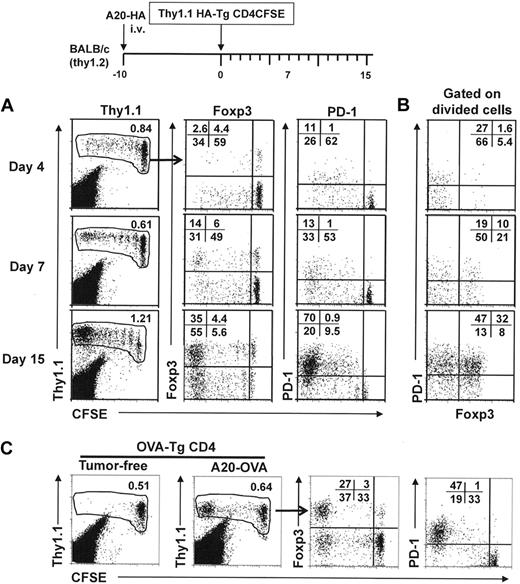 Figure 1. Antigen-specific CD4+ T cells express increasing levels of Foxp3 and PD-1 during tumor progression. The timeline of the procedure is outlined. A total of approximately 2.5 to 3.0 × 106 HA-specific naive CD4+ T cells (Thy1.1+) were labeled with CFSE and adoptively transferred into BALB/c recipients with established A20-HA tumors. (A) At the indicated time points, spleen cells were subjected to fluorescence-activated cell-sorting (FACS) analysis to evaluate the frequency and cell-division status of the donor CD4+ T cells (Thy1.1 vs CFSE). Numbers represent percentage of donor CD4+ T cells in total spleen cells. Foxp3 and PD-1 expression profiles relative to cell division of the gated donor CD4+ T cells are shown. Numbers indicate the percentage of cells in the corresponding quadrant. (B) Costaining of PD-1 and Foxp3 is shown for divided donor CD4+ T cells. Numbers represent the percentage of each subpopulation in divided donor CD4+ T cells. Plots shown are representative of 2 independent experiments, with 4 to 6 mice per group. (C) OVA-specific CD4+ T cells up-regulate the expression of Foxp3 and PD-1 during tumor progression. Identical experiments were conducted with the use of OVA-specific CD4+ T cells purified from DO11.10 Tg mice and A20-OVA tumors. Tumor-free mice receiving T-cell transfer were included as control. At 15 days after T-cell transfer, spleen cells were subjected to analyses as described in panel A. Plots shown are representative of 2 independent experiments with 5 mice per group.