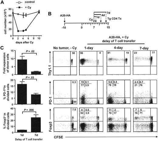 Figure 6. The duration of favorable immune-stimulatory environment created by chemotherapy is transient. (A) Kinetics of cellular restoration in mice spleens after Cy treatment. BALB/c mice were treated or not treated with 150 mg/kg Cy. Spleen cell numbers were enumerated at the indicated time points. Results are shown as mean ± SD of 3 mice each group. (B) Transient duration of favorable immune-stimulatory environment in postchemotherapy hosts. The schema delineates the timeline of the experimental procedure. All tumor-bearing mice were treated with Cy on the same day but received T-cell transfer at different time points. To normalize for the expansions of donor cells that were transferred at different time, a group of tumor-free mice (No tumor, −Cy) were given the same amount of donor cells as the Cy-treated tumor-bearing mice (A20HA, +Cy). Mice in each group were always analyzed 7 days after T-cell transfer. At the time of analysis, mouse spleen cells were prepared and analyzed by FACS. The profiles of cell division (Thy1.1 staining), PD-1, and Foxp3 expression of the donor CD4+ T cells are shown as dot plots. Numbers represent the percentage of each individual subset in the donor population. (C) Summary of the results shown in panel B. To determine the fold expansion of donor cells, the absolute numbers of donor cells (calculated as total splenocyte count × percent donor cells in spleen) in Cy-treated tumor-bearing mice were divided by the average number of donor cells in no Cy-treated tumor-free mice. Results are shown as mean ± SD of 3 mice each group.